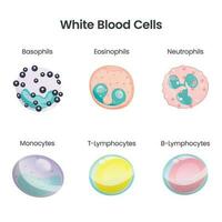 infográfico de ilustração vetorial científica de glóbulos brancos vetor