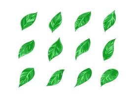 conjunto de ícones de folhas verdes estilo cartoon. ilustração vetorial vetor