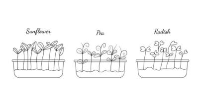 conjunto desenhado à mão se micro greens. ilustração vetorial no estilo de desenho isolado no fundo branco. vetor