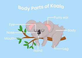 vetor partes do corpo do coala bonito dos desenhos animados. anatomia de animais em inglês para crianças. aprendendo palavras.