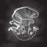 ilustração de contorno de cogumelos ostra. esboço branco isolado na lousa preta. ícone de esboço de vetor. desenho vintage. ilustração em vetor vintage de comida ecológica.
