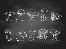 coleção de desenho vetorial de diferentes cogumelos comestíveis e venenosos. esboço branco isolado na lousa preta. ilustração de esboço para impressão, web, mobile e infográficos. vetor