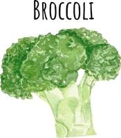 ilustração em aquarela de brócolis verde. vegetais crus frescos. ilustração de amante de brócolis vetor