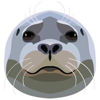cabeça bonita de uma foca com um bigode close-up. isolado no fundo branco. vetor