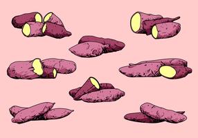 Purple Yuca de mandioca Free Vector