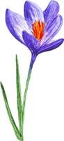 flor de primavera desenhada à mão em aquarela roxo clipart de açafrão aberto vetor