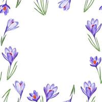 açafrão flores de primavera moldura padrão aquarela desenhada à mão para guardanapos e decoração vetor