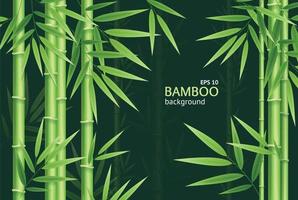 cartão de fundo de planta verde chinesa de bambu detalhado 3d realista. vetor