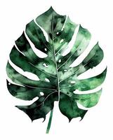 folha de monstera natural aquarela verde vetor