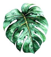 folha de monstera natural aquarela verde vetor