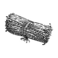 esboço de bastão de baunilha desenhado à mão vetor