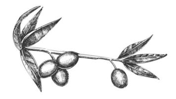 vetor vintage de ramo de oliveira ingrediente cosmético