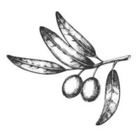 símbolo da paz vetor desenhado à mão ramo de oliveira