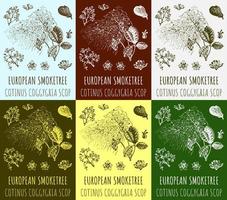 conjunto de desenhos vetoriais smoketree europeu em cores diferentes. mão desenhada ilustração. nome latino cotinus coggygria scop. vetor