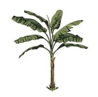 palma tropical desenhada à mão, bananeira, ilustração botânica vetorial isolada no fundo branco vetor