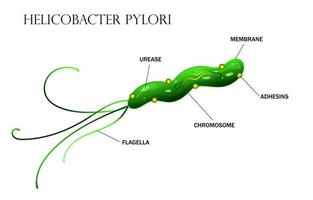 ilustração de anatomia celular de helicobacter pylori vetor