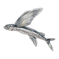 exocoetidae ou peixe voador desenho à mão ilustração de gravura vintage vetor
