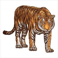 tigres de amur realistas. o tigre fica de pé, mente, anda, caça. animais da Ásia. pantera tigris. Gatos grandes. mamíferos predadores, um animal extinto vetor