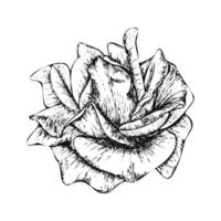 arte de linha desenhada à mão ilustração de flor rosa isolada no fundo branco vetor