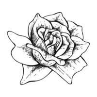 arte de linha desenhada à mão ilustração de flor rosa isolada no fundo branco vetor