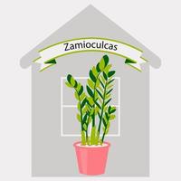 linda árvore do dólar zamiokulkas em um vaso. flor de casa em uma panela para decoração de quarto. ilustração em vetor de uma planta verde para um escritório de estilo simples.