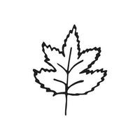 folhas desenhadas à mão única para decoração de inverno e outono. ilustração vetorial de rabisco. isolado no fundo branco vetor