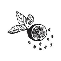 limão bonito desenhado à mão com folhas e sementes para menu ou receita. ilustração vetorial de rabisco. fresco e saboroso. vetor