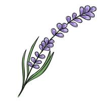 doodle clipart. arte de linha. um raminho de lavanda fresca. vetor