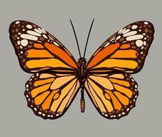 ilustração em vetor de borboleta monarca.