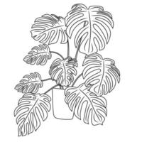 fotos de plantas ornamentais para livro de colorir vetor