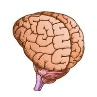 cabeça anatômica órgão cérebro humano vintage cor vetor