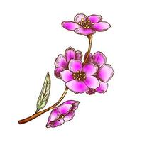 vetor de cor de árvore florescente nacional de sakura china