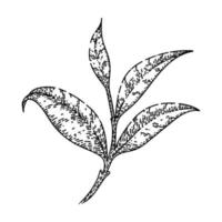 esboço de folha de chá de ramo vetor desenhado à mão