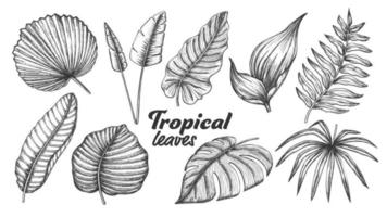 coleção de diferentes vetores de conjunto de folhas tropicais