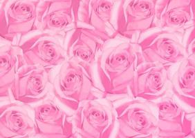 fundo de lindas flores rosas cor de rosa. rosas delicadas desabrochando em fundo festivo de flores desabrochando, cartão floral de buquê pastel e macio, modelo de banner floral em aquarela de ilustração vetorial vetor