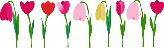um conjunto de tulipas diferentes em um fundo branco vetor