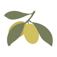 ramo de oliveira com azeitonas verdes isoladas no fundo branco vetor
