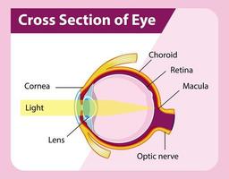 anatomia do olho humano com seção transversal do diagrama do olho vetor