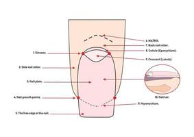 os nomes das partes da unha. manicure. Educação. vetor