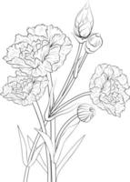 arte de lápis de flor de cravo, página de coloração de vetor de contorno preto e branco e livro para adultos e crianças flores rosa-cravo, com folhas desenhadas à mão gravada ilustração de tinta gravada design artístico.