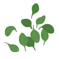 ilustração vetorial de folhas de espinafre frescas vetor