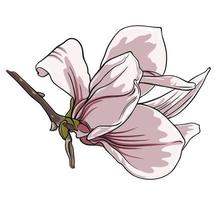 ramo de flores de magnólia em fundo branco vetor