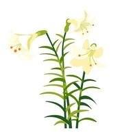 flor de lírio com pétalas e folhagens, flor de primavera vetor