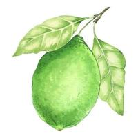 aquarela limão fresco inteiro com folhas. fruta limão com folha. ilustração botânica desenhada à mão de frutas cítricas verdes isoladas no fundo branco. vetor