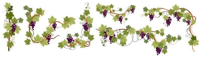 ramos de uvas maduras e folhas com baga doce vetor