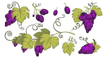 cultivo de uvas com bagas e ramos de folhas vetor