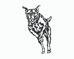 ilustração vetorial de cachorro boxer, vetor de cachorro boxer em fundo branco