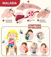 infográfico de informações de sintomas de malária vetor