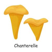 chanterelle. cogumelo. isolado no fundo branco. floresta. para seu projeto. vetor