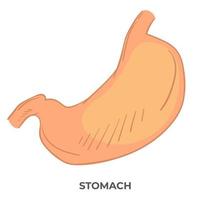 órgão do estômago do corpo humano, estrutura anatômica vetor